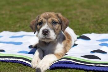 Mixed Breed Dogs Available for Adoption in West Chester, Pennsylvania - Bumblebee | PetCurious