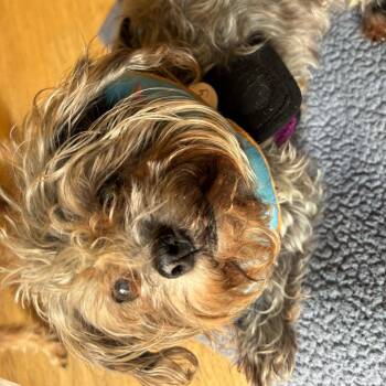 Poodle and Shih Tzu Dogs Available for Adoption in San Francisco, California - Spring 14038 | PetCurious
