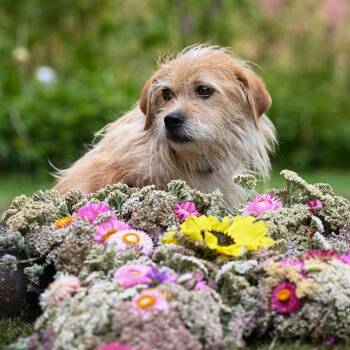 Rescue Terrier Dogs for Adoption in Ferndale, Washington - William | PetCurious