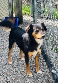 Mixed Breed Dogs Available for Adoption in Kellogg, Idaho - Marla | PetCurious