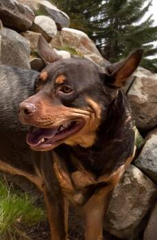 Lucky -  Australian Kelpie Dog for Adoption in Kingman, Arizona - Lucky | PetCurious