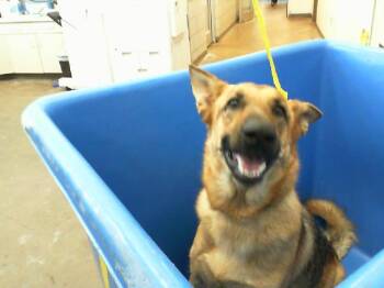 Rescue German Shepherd Dog Dogs for Adoption in Dallas, Texas - LANA | PetCurious