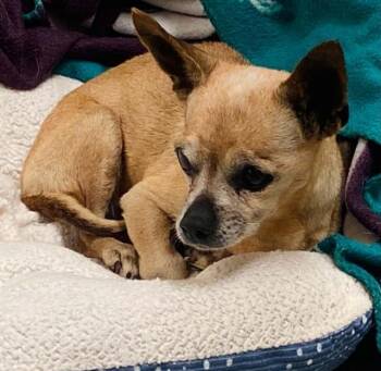 MS. TURNER -  Chihuahua Dog for Adoption in Tustin, California - MS. TURNER | PetCurious
