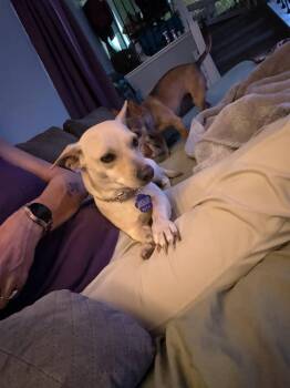 Chihuahua Dogs Available for Adoption in Parker, Colorado - Laney | PetCurious