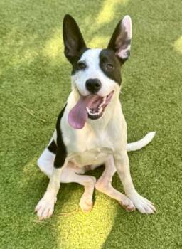 Rescue Mixed Breed Dogs for Adoption in Sandy Springs, Georgia - Jane | PetCurious