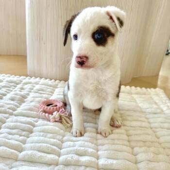 Catahoula Leopard Dog and Great Pyrenees Dogs Available for Adoption - Kaia~  | PetCurious