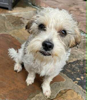 Charley -  Miniature Schnauzer and Norfolk Terrier Dog for Adoption in Heiskell, Tennessee - Charley | PetCurious