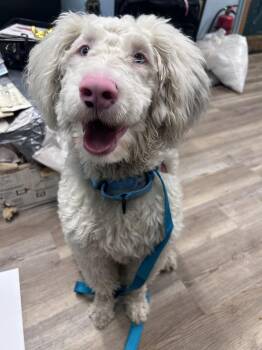 Milo -  Aussiedoodle Dog for Adoption in Groveland, Massachusetts - Milo | PetCurious