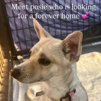 Rescue Chihuahua and Dachshund Dogs for Adoption in Thompson Falls, Montana - Posie | PetCurious