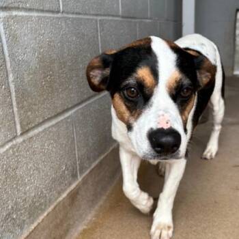 Cattle Dog Dogs Available for Adoption in Corpus Christi, Texas - Nipsey Hustle | PetCurious
