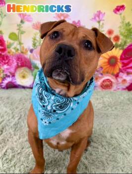Mixed Breed Dogs Available for Adoption in Flint, Michigan - Hendricks | PetCurious