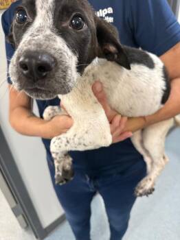 Mixed Breed Dogs Available for Adoption in Sapulpa, Oklahoma - Ben | PetCurious