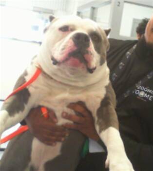 Pit Bull Terrier Dogs Available for Adoption - TANK | PetCurious