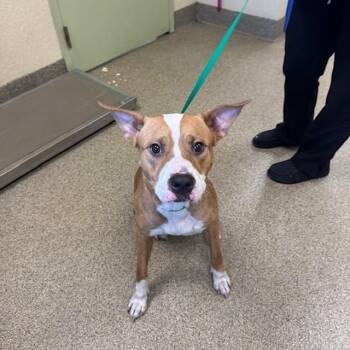 Pit Bull Terrier and Mixed Breed Dogs Available for Adoption in Fort Myers, Florida - ATHENA | PetCurious