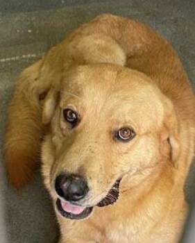 Rescue Golden Retriever Dogs for Adoption in San Antonio, Texas - KYRO | PetCurious