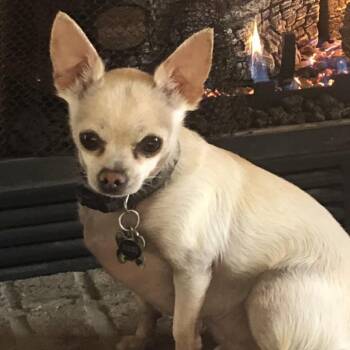 Diesel -  Chihuahua Dog for Adoption in Gulfport, Mississippi - Diesel | PetCurious