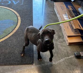 Pit Bull Terrier Dogs Available for Adoption in Gautier, Mississippi - Sandy | PetCurious