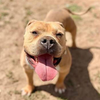 Dogue De Bordeaux Dogs Available for Adoption in Aurora, Colorado - HOOCH | PetCurious