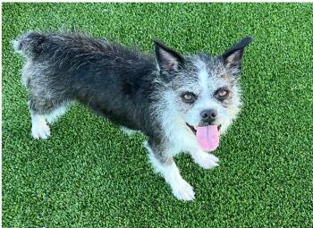 Rescue Corgi Dogs for Adoption in Granbury, Texas - Maverick | PetCurious