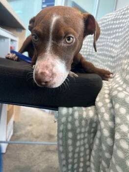 Rescue Terrier and Mixed Breed Dogs for Adoption in Fort Worth, Texas - Polo | PetCurious