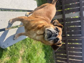 Rescue Chihuahua Dogs for Adoption in South Charleston, Ohio - Jack | PetCurious