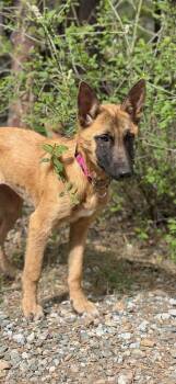 Belgian Shepherd Malinois Dogs Available for Adoption - Cami | PetCurious