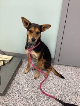 Rescue Terrier Dogs for Adoption in Athens, Tennessee - Bart | PetCurious