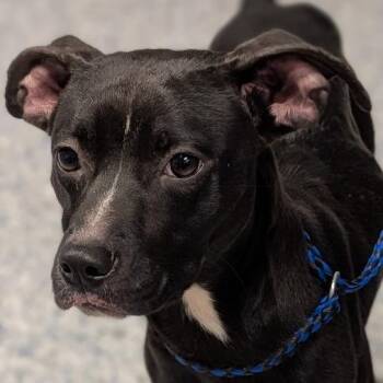 Bethany -  Mixed Breed Dog for Adoption in Greenville, South Carolina - Bethany | PetCurious