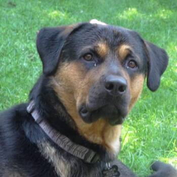 Stitch -  Rottweiler and Mixed Breed Dog for Adoption in Sunderland, Ontario - Stitch | PetCurious
