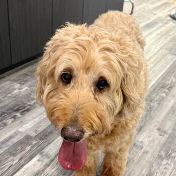 Poodle and Golden Retriever Dogs Available for Adoption in St. Louis, Missouri - Fay | PetCurious