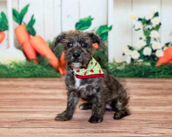 Yorkshire Terrier and Schnauzer Dogs Available for Adoption - Puppy Annie | PetCurious
