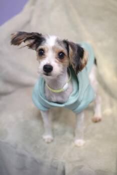 Rolo in NH. Come Meet our Adoptable Dogs Wednesday-Saturday. Mor -  Yorkshire Terrier Dog for Adoption in Manchester, New Hampshire - Rolo In NH. Come Meet Our Adoptable Dogs Wednesday-Saturday. Mor | PetCurious