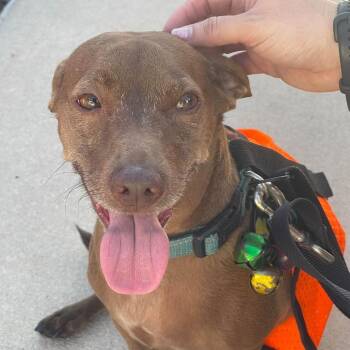 Rudy -  Dachshund and Mixed Breed Dog for Adoption in Lutz, Florida - Rudy | PetCurious