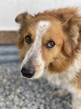 Boo -  Australian Cattle Dog Blue Heeler Dog for Adoption in Bonners Ferry, Idaho - Boo | PetCurious