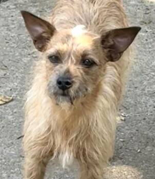 Cairn Terrier Dogs Available for Adoption in Frederick, Maryland - Crinkle-Available 5/3! Www.lhar.dog To Apply!  | PetCurious
