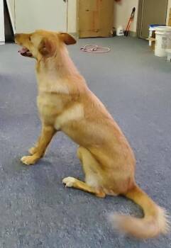 Yellow Labrador Retriever and German Shepherd Dog Dogs Available for Adoption in Bend, Oregon - Jackson | PetCurious