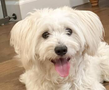 Steve -  Maltese Dog for Adoption in San Ramon, California - Steve | PetCurious