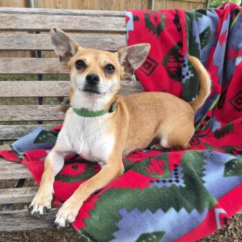 Artie -  Chihuahua Dog for Adoption in Fairfield, Connecticut - Artie | PetCurious