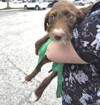 Poodle Dogs Available for Adoption in Houston, Texas - A654358 | PetCurious