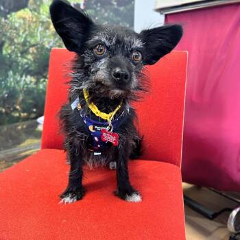 Jelly Bean 14580 -  Terrier Dog for Adoption in San Francisco, California - Jelly Bean 14580 | PetCurious