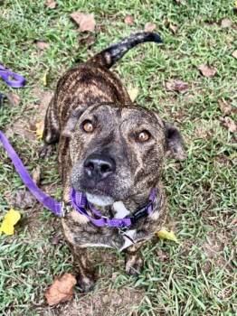 Rescue Pit Bull Terrier Dogs for Adoption in Marshall, North Carolina - Pinkie Pie | PetCurious