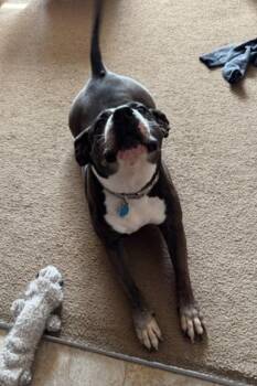 Effy -  Pit Bull Terrier Dog for Adoption in Powell Butte, Oregon - Effy | PetCurious