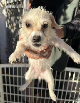 Terrier and Chihuahua Dogs Available for Adoption - Sugar In LA | PetCurious