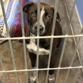 Oak -  Australian Cattle Dog Blue Heeler and Pit Bull Terrier Dog for Adoption in Show Low, Arizona - Oak | PetCurious
