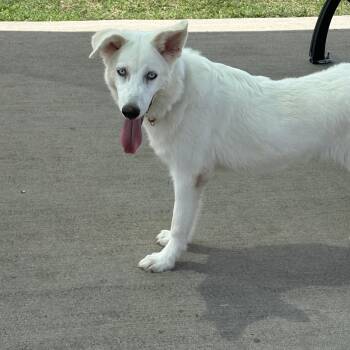 Hope LP WA-T -  Labrador Retriever Dog for Adoption in Missouri City, Texas - Hope LP WA-T | PetCurious