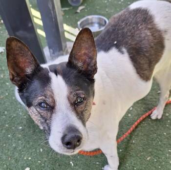 Mixed Breed Dogs Available for Adoption in Davis, California - Spot | PetCurious