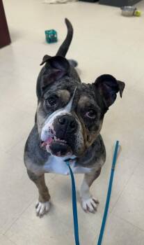 English Bulldog Dogs Available for Adoption in Clayton, New Jersey - Carissima  | PetCurious