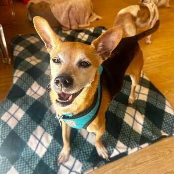 Chihuahua Dogs Available for Adoption in San Francisco, California - Marathon 14095 | PetCurious
