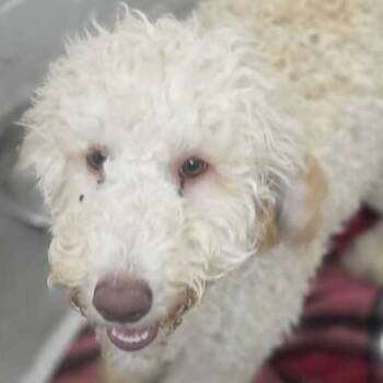 Rescue Standard Poodle and Golden Retriever Dogs for Adoption in Owosso, Michigan - Violet | PetCurious