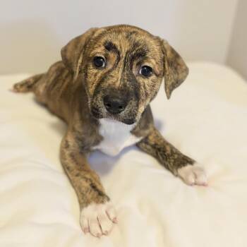 Groucho -  American Staffordshire Terrier Dog for Adoption in Caldwell, Texas - Groucho | PetCurious